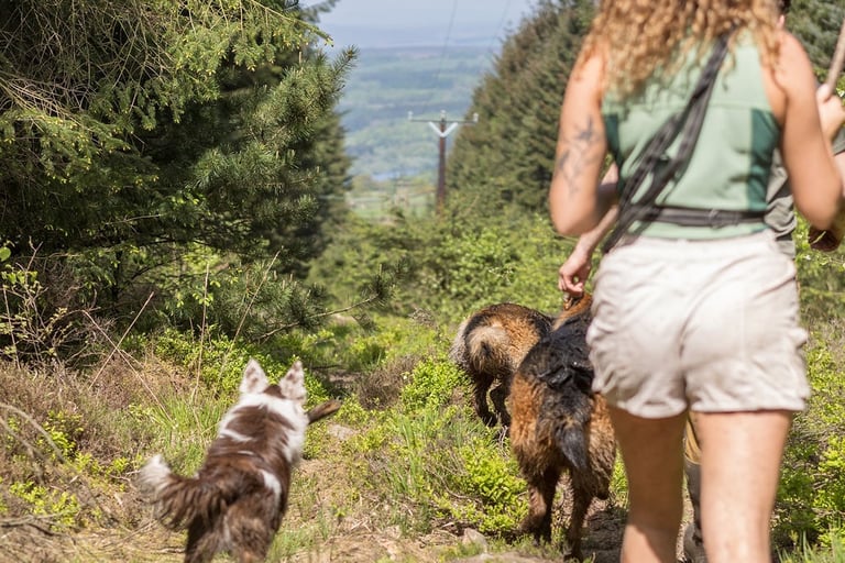 dog walkers in harrogate walking in a group of dogs in a woodland in harrogate