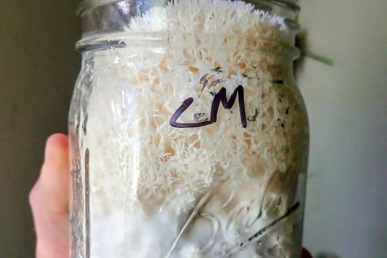 Lions mane starting to fruit inside a grain jar