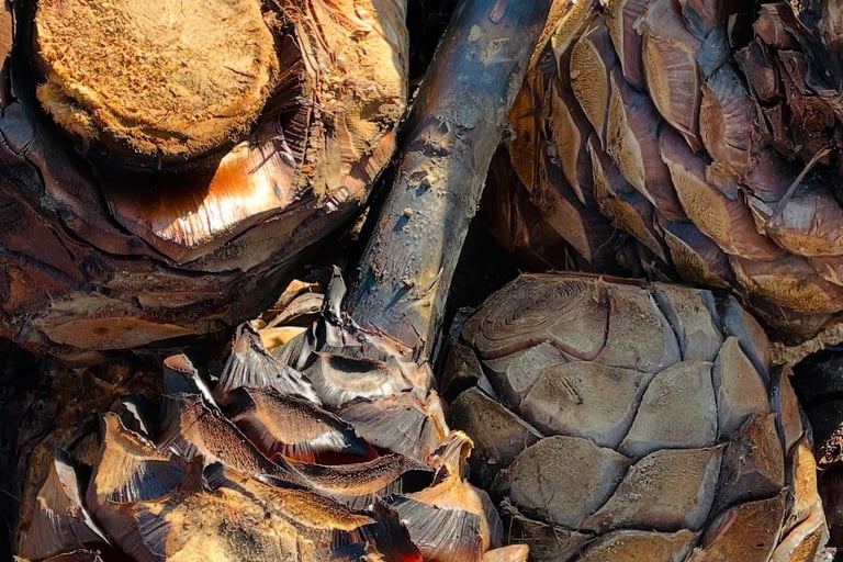 Close-up of roasted agave hearts showing the caramelization process used in Machee production.