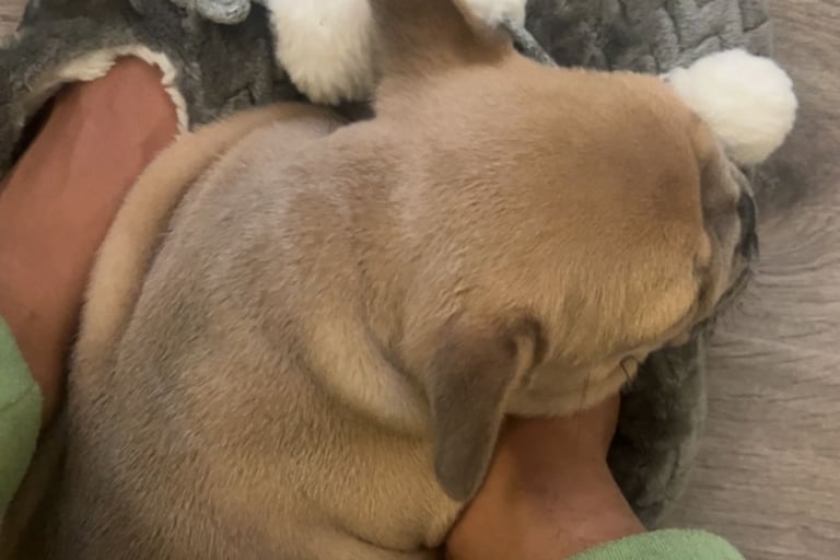 a dog is laying on a couch with a stuffed animal