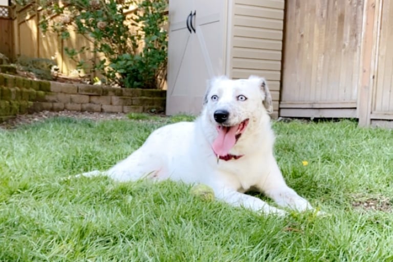 a dog laying on the grass in a backyard
