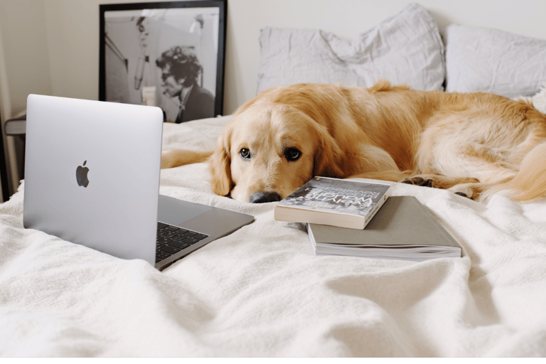 a dog laying on a bed with a laptop