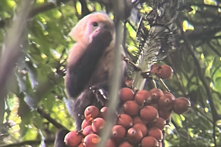 Cosa fare a Quepos e Manuel Antonio - avvistamenti di fauna