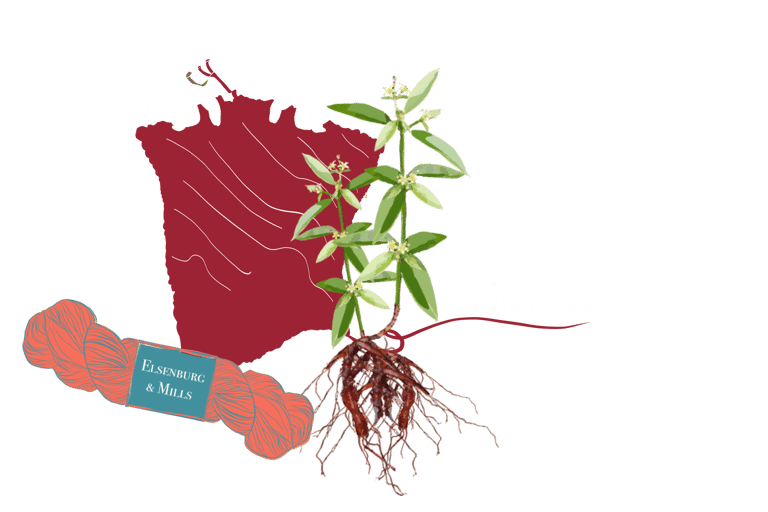 illustration of Madder; a dye plant we use for our yarn