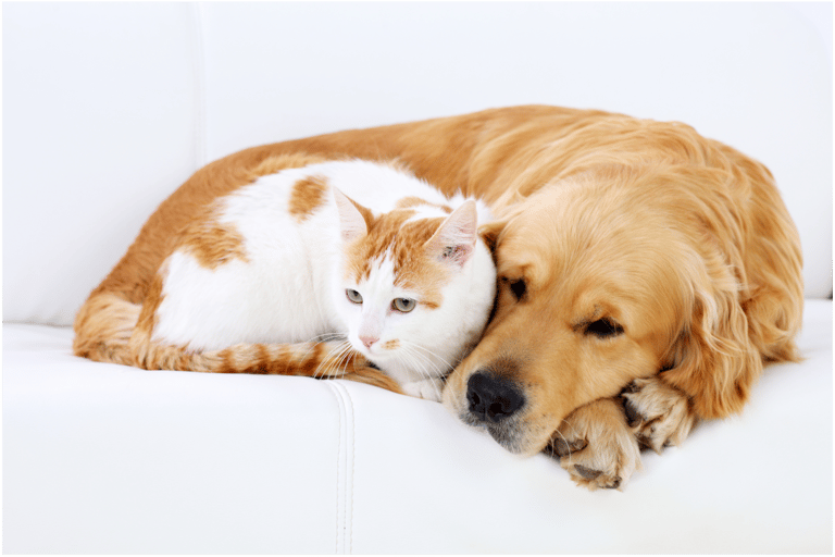 a cat and a dog laying on a couch