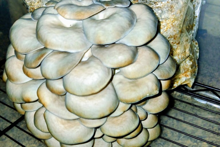 second flush of oyster grow kit