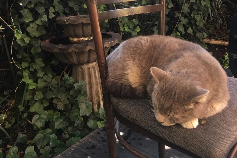 Tom, un amigo muy especial de Alessa Café y Penélope Café