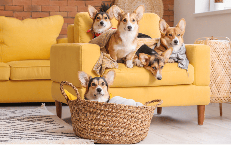 a dog sitting on a couch with a basket in front
