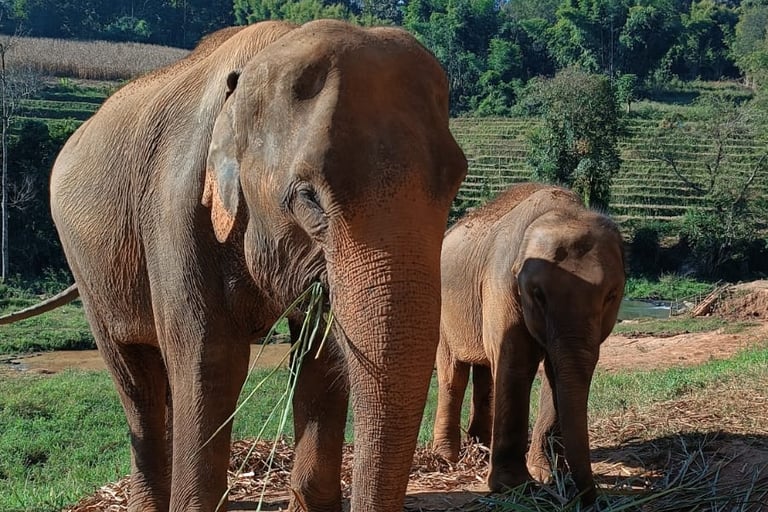 Cosa vedere a Chiang Mai - Santuario Elefanti