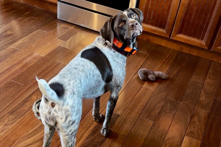 german shorthaired pointer