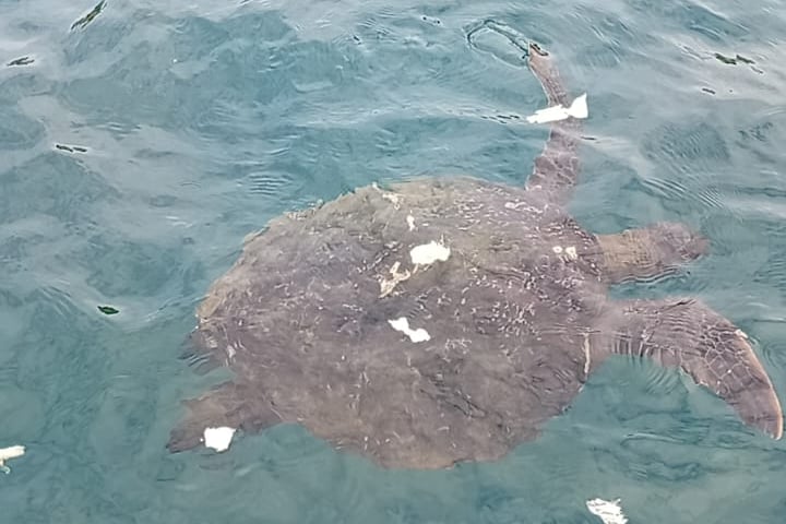 Tartaruga marina a Isla De La Plata