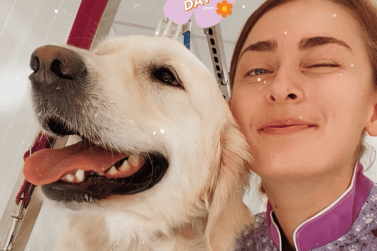 toilettage de golden retriever