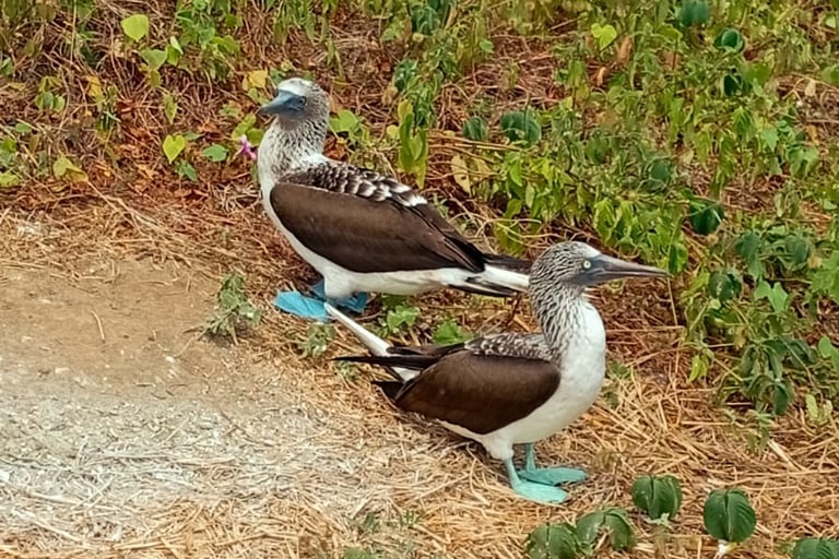 Cosa fare a Puerto Lopez - Isla de la Plata