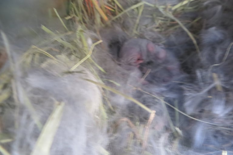 Baby bunnies.