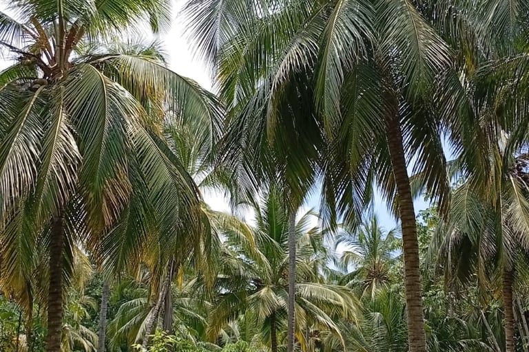 natura del Parque Nacional Tayrona