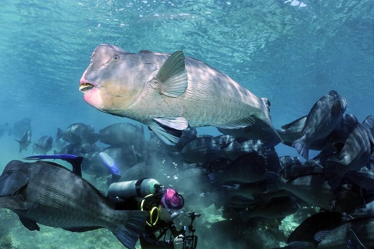 A school of Bumpheads in Sipadan