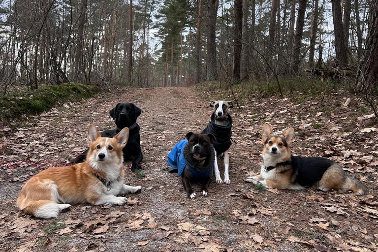 Hunde Gruppenfoto vom Social Walk der Hundeschule Resistencedog in Braunschweig
