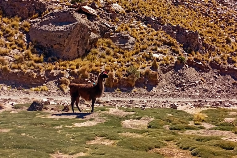 tour del sud della Bolivia e lama