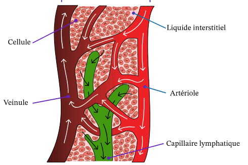 Schéma d'un vaisseau lymphatique