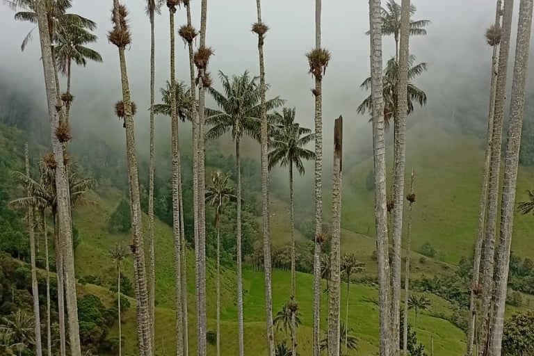 Wax Palm nella Valle del Cocora
