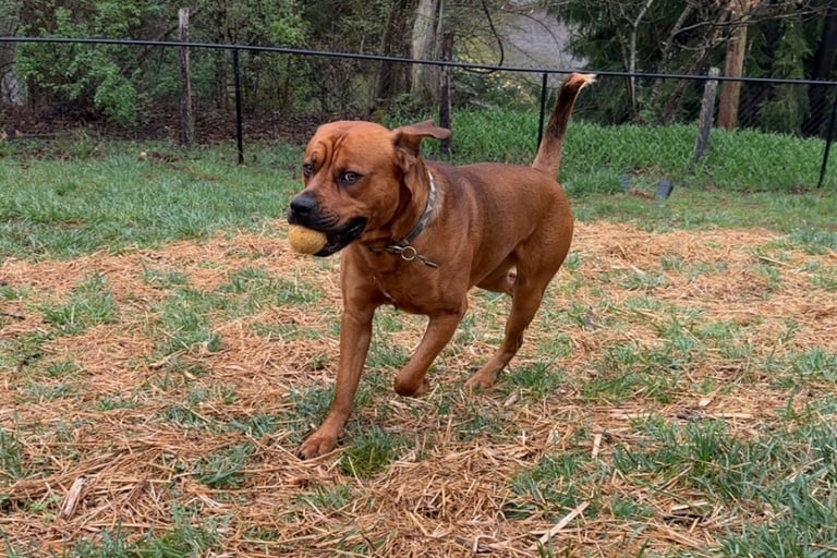 dog running with a ball in his mouth