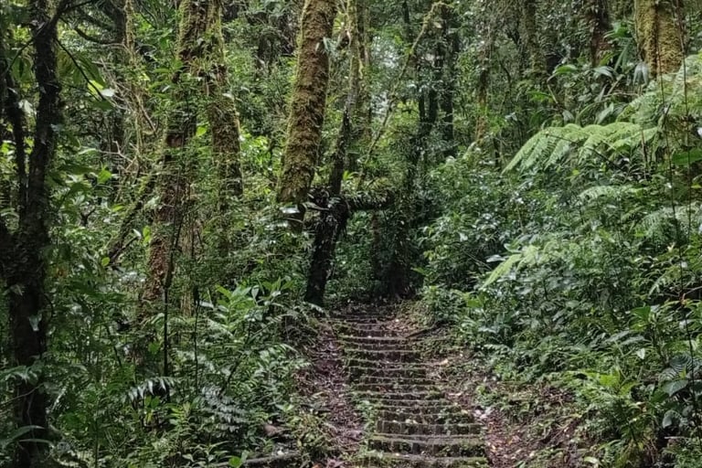 Cosa vedere a Monteverde - Bosque Nuboso
