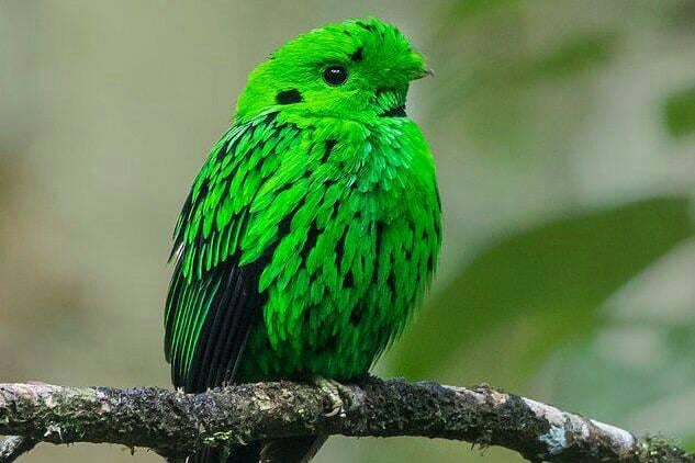 Whitehead's Broadbill at Kinabalu Park