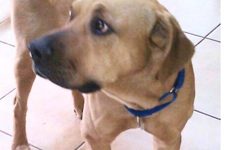 Balou learning to trust