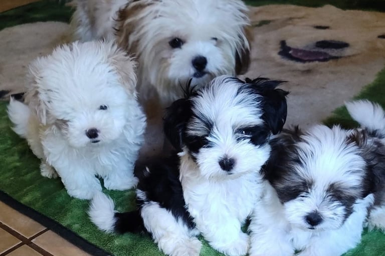a group of Mal-Shi dogs that are sitting on a rug