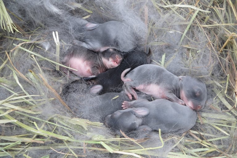 Baby bunnies.