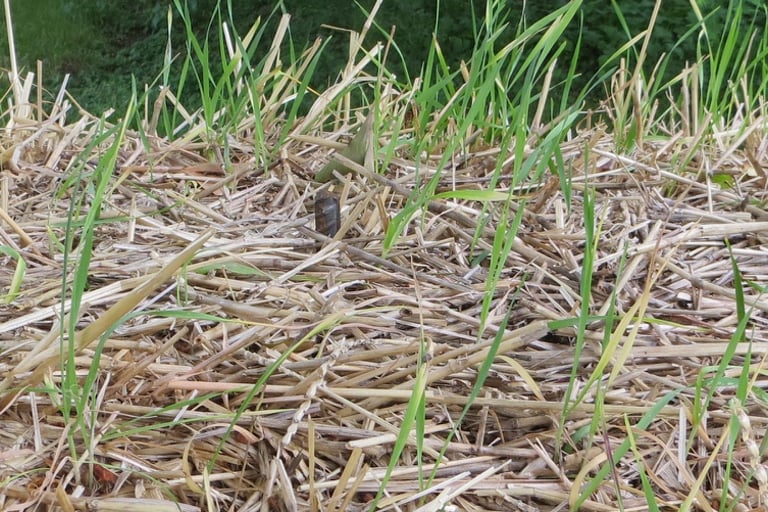 Grass growing on hay bales close up