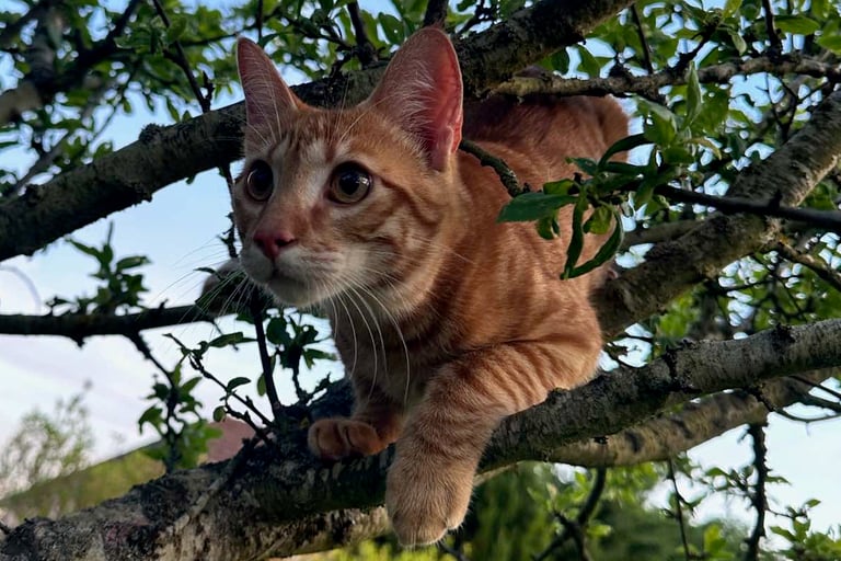 pourquoi loki et compagnie communication animale