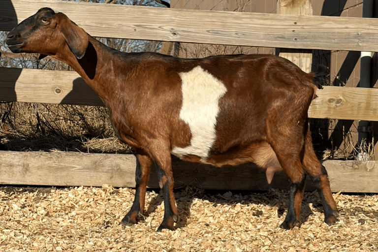 Brown goat with black nose and stripping 