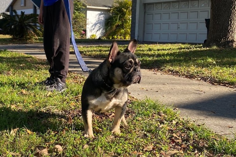 FRENCH BULLDOG, FRENCHIES, TITANIUM KILO KENNELS
