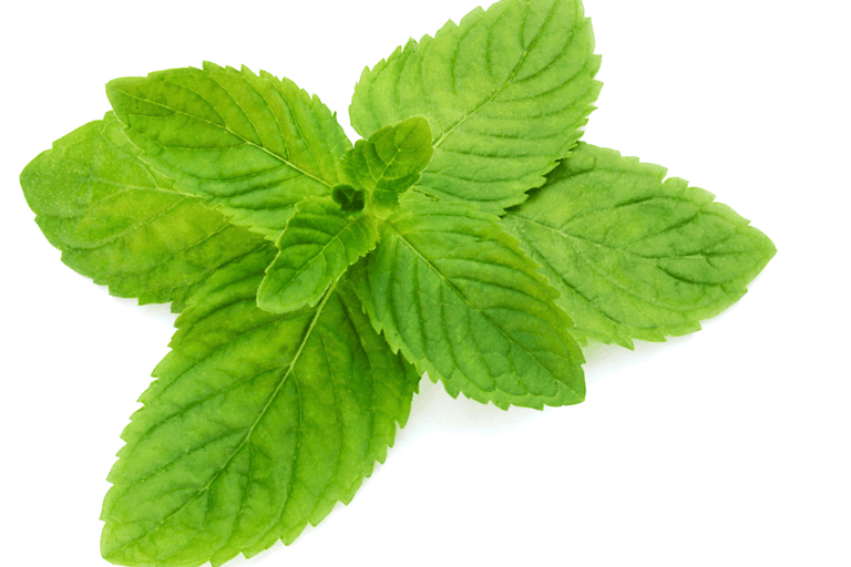 Mentha spp. with vibrant green, rounded leaves and a dense, spreading growth habit.