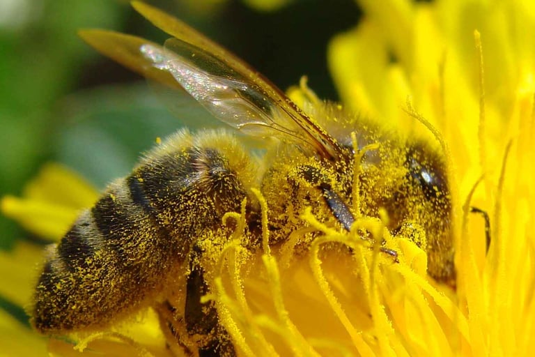 Bee pollinating alveystarr.com