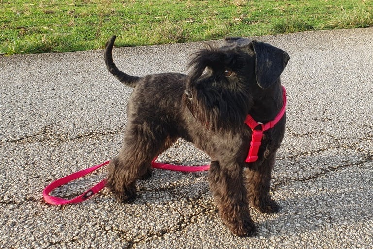 Tessie en balade Schnauzer nain noir