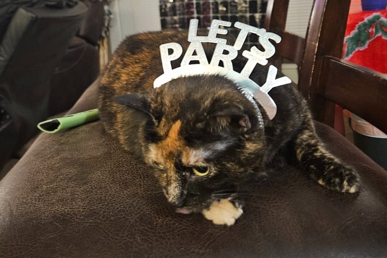 A tortishell cat lays on a barstool with a headband that says 'Let's Party' in silver letters.
