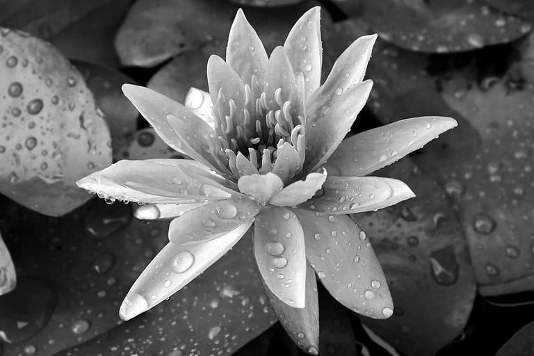foto to lifestyle adaptations link showing white egyptian lotus in full bloom