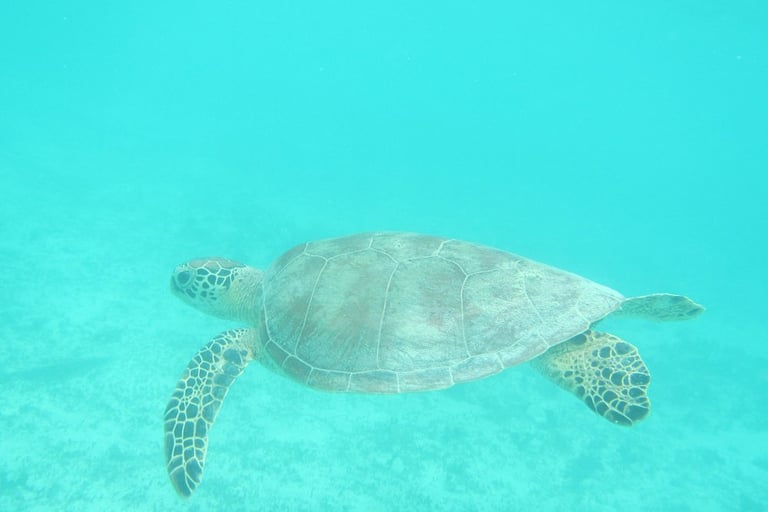 Sea turtle at Lankayan Island