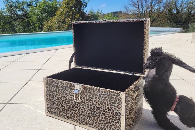Bébés Schnauzer acrobate