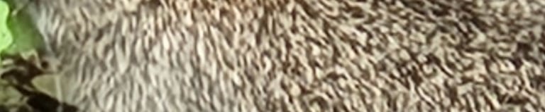 a rabbit