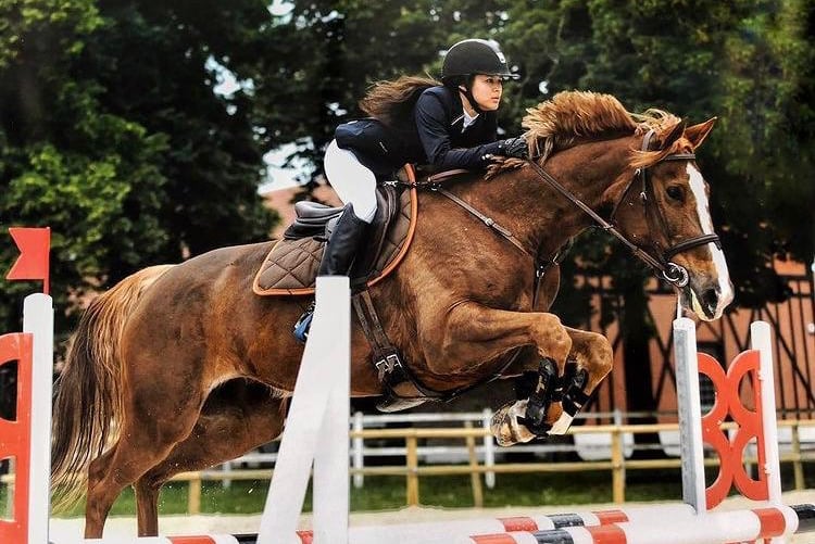 Selle français poulinière élevage le tot de semilly csi 150 letrecas champagne