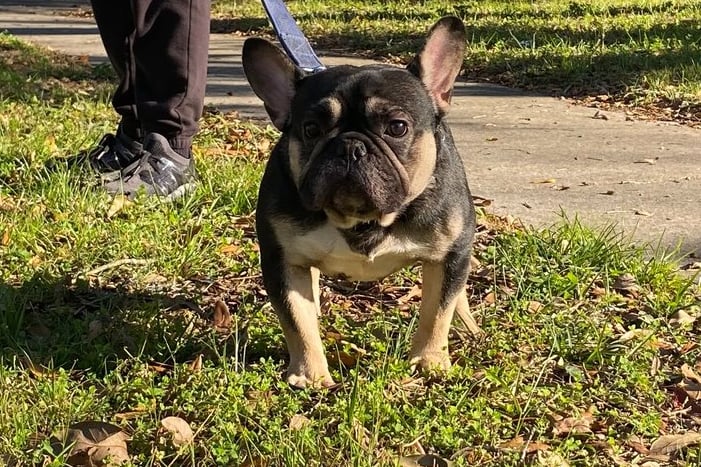 FRENCH BULLDOG, AMERICAN BULLY, TITANIUM KILO KENNELS, XL PITBULL