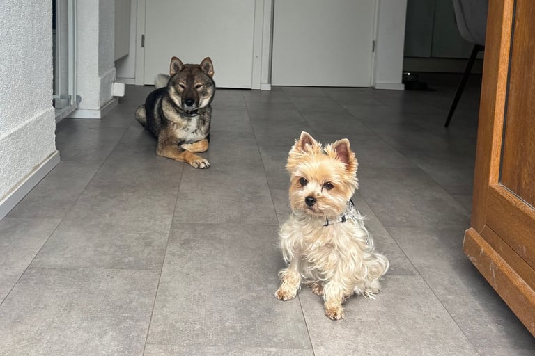 Chien Shikoku Yorkshire garde