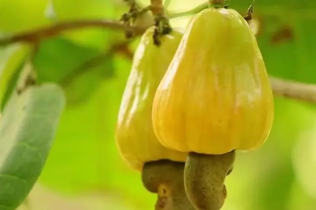 caju amarelo