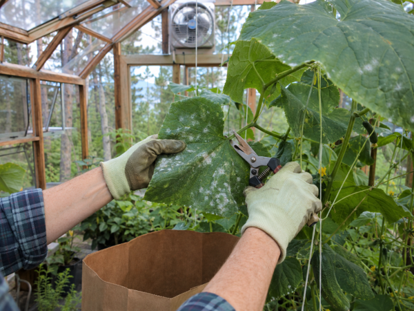 Gardener pruning cucumber plant leaves with white powdery mildew in a wooden greenhouse.