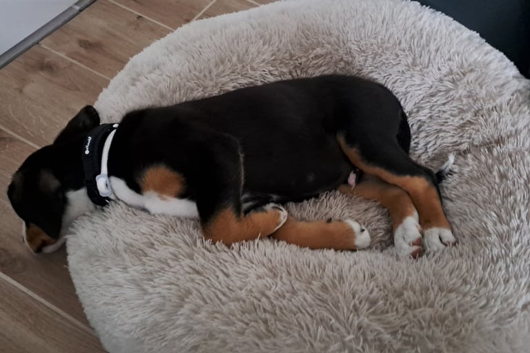 A black and tan puppy sleeping peacefully in a fluffy cream-colored round donut pet bed.