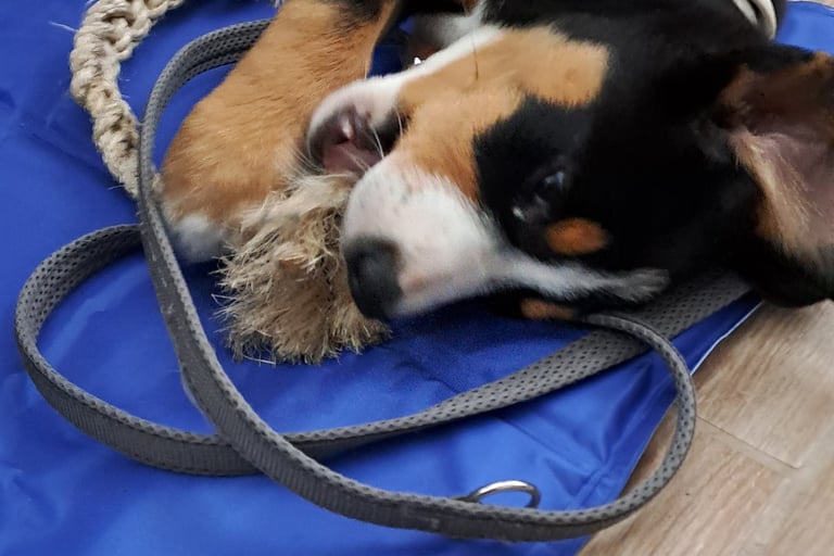 Greater Swiss Mountain Dog puppy chewing on a rope toy on a blue cooling mat.