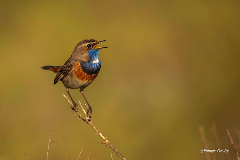 gorge-bleue-la-turballe, Philippe Gendry, KIosque à Images, Chateau Gontier